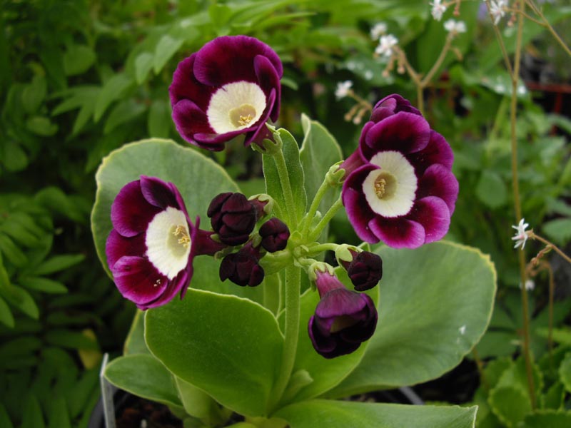 Primula x pubescens 'Argus' in bloom on rocky scree of the Alps